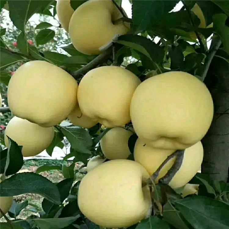3年维纳斯黄金苹果苗什么时候种植