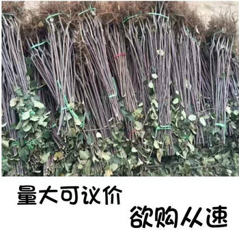 2公分维纳斯苹果苗苗圃