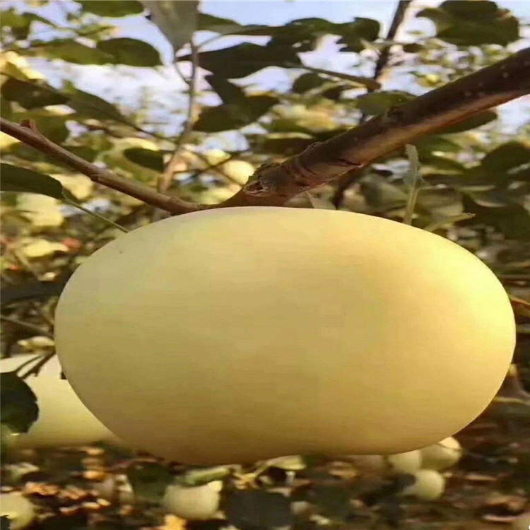 3年维纳斯黄金苹果苗什么时候种植