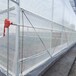 梧州現貨供應連體溫室大棚塑料大棚簡易蔬菜大棚連體葡萄大棚