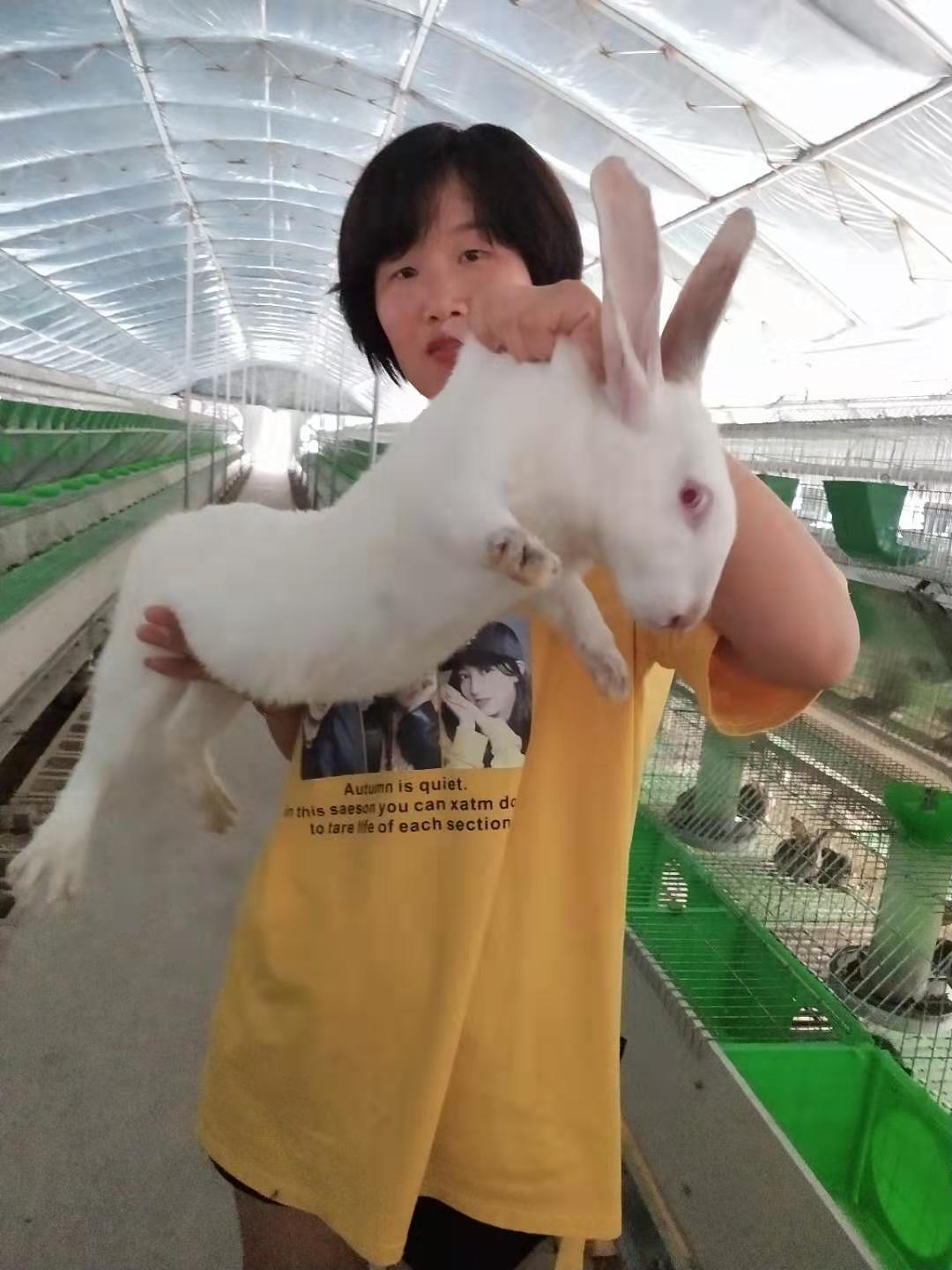 宁夏伊拉种兔一年产多少窝宁夏