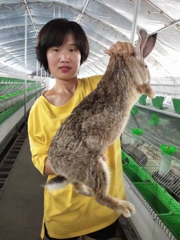 陕西新西兰种兔新西兰兔和比利时兔哪个生长速度快陕西