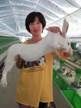 江苏种兔投资两万元可以养多少只种兔江苏