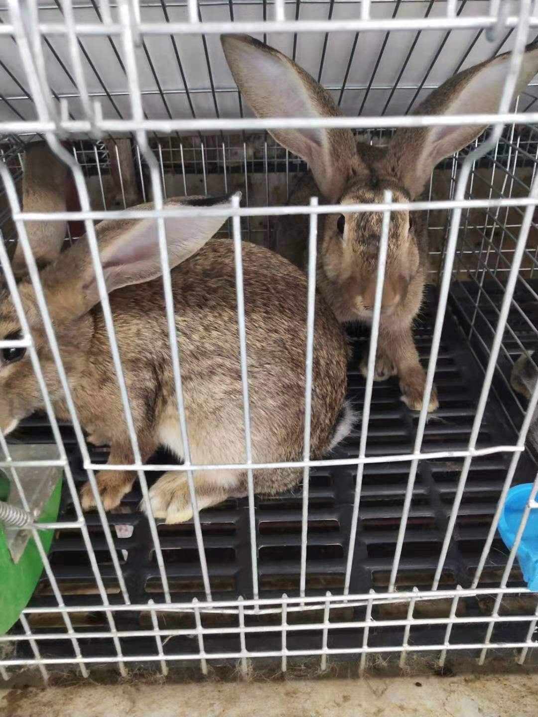 宜春新西兰种兔家兔和肉兔可以杂交吗宜春