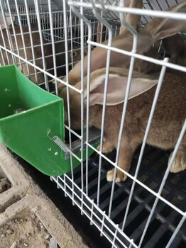 兔子的养殖技术和方法，散养兔子养殖技术和方法