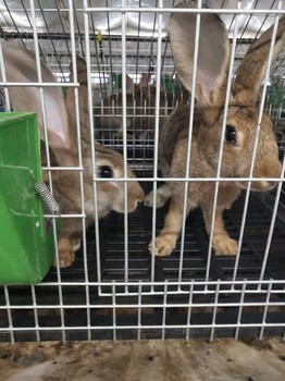 潜江杂交野兔一百只种兔的利润是多少潜江