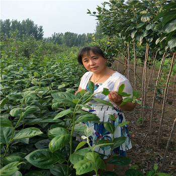 嫁接柿子樹苗，柿子樹小苗,柿子樹苗報(bào)價(jià)