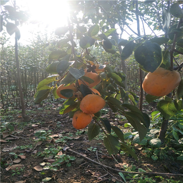 甜柿子树苗 ，富有柿子树苗,3公分柿子树