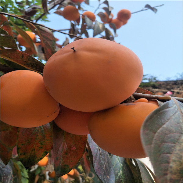 一棵2公分柿子树苗价格 ，8月红柿子树苗如何,圆扁柿子脆甜品种