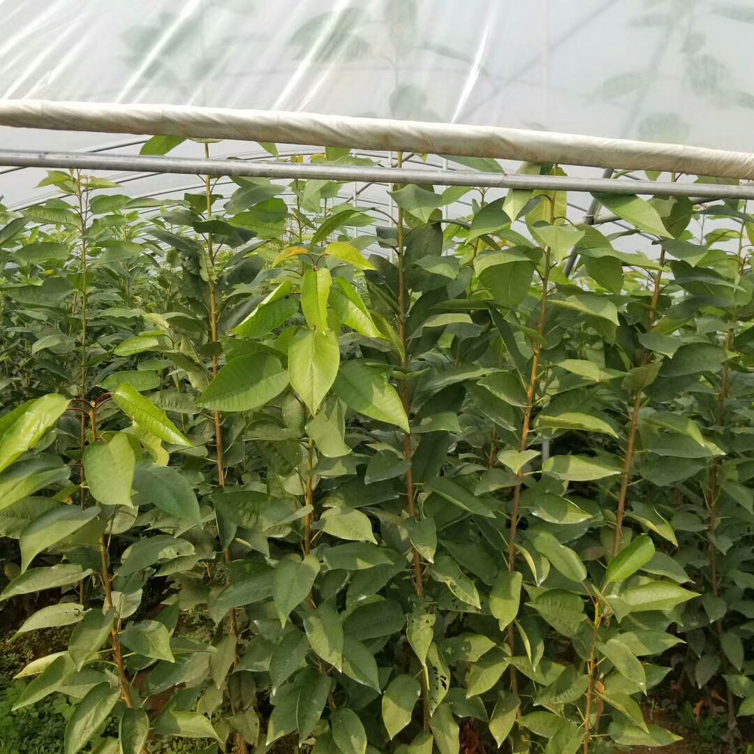 買大櫻桃樹多錢 ，5公分櫻桃樹價格