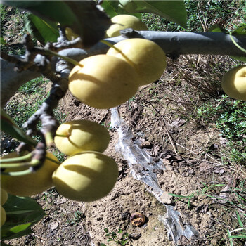 無(wú)話果樹苗批發(fā)價(jià)格2公分無(wú)話果