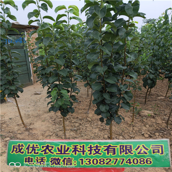 晚秋梨樹苗,梨樹苗種植