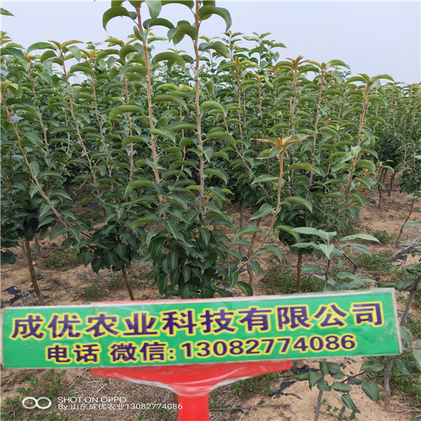 紅香酥梨樹苗,梨樹苗批發(fā)