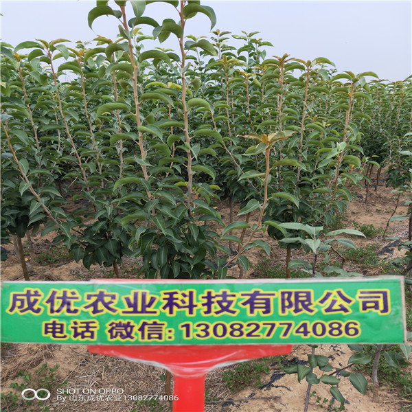 玉露香梨樹苗,梨樹苗種植