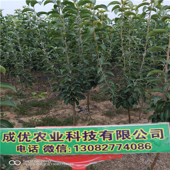 1公分杏樹苗批發(fā)基地粗度一公分杏苗