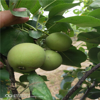 杏樹苗基地價格當(dāng)年杏樹苗