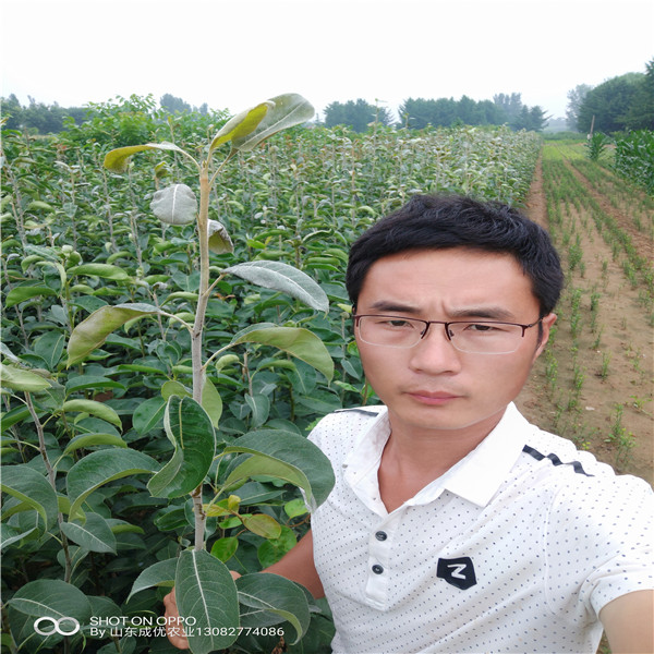 秋月梨樹苗,泰安新品種梨樹苗