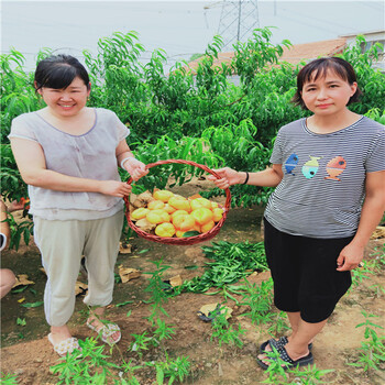 2公分杏樹(shù)苗產(chǎn)地當年嫁接杏苗