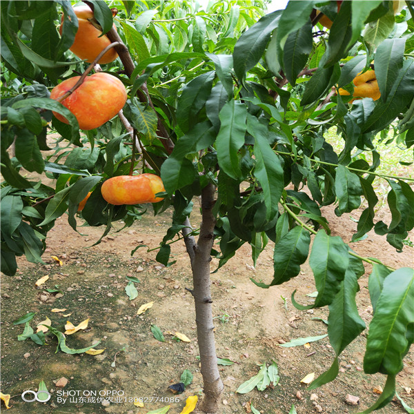 紅香酥梨樹苗,泰安新品種梨樹苗