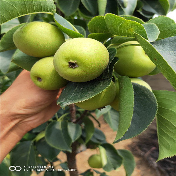 玉露香梨樹苗,梨樹苗種植