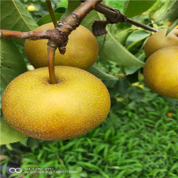 秋月梨樹苗,泰安新品種梨樹苗