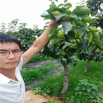 恐龍蛋李子蜂蜜李子苗批發(fā)李子苗出售基地