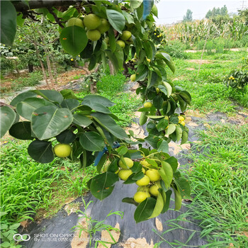 梨樹苗什么品種好,梨樹苗種植