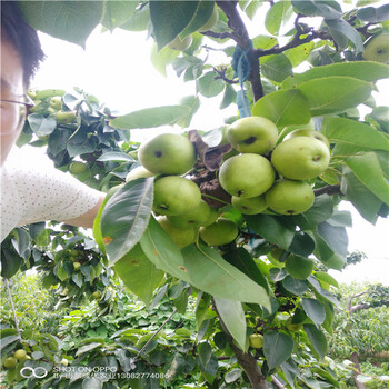滬太8號(hào)葡萄苗哪里出售葡萄苗