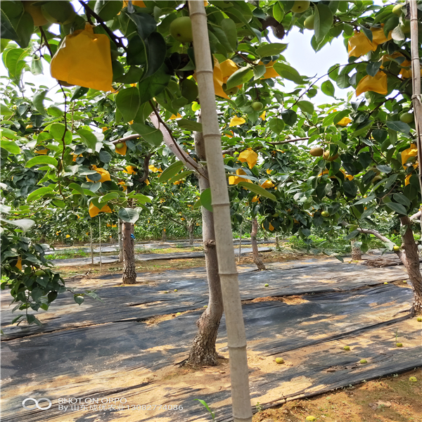 紅香酥梨樹苗,梨樹苗批發(fā)