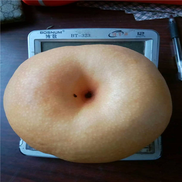 玉露香梨樹苗,梨樹苗種植
