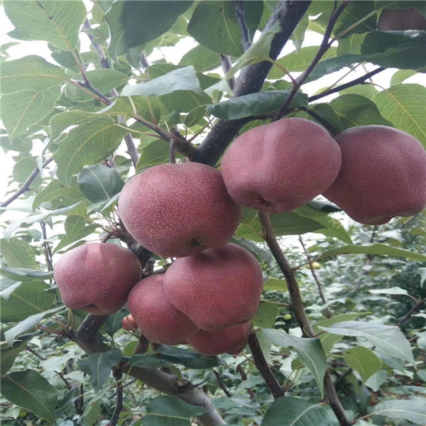 紅香酥梨樹苗,梨樹苗批發(fā)