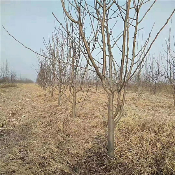秋月梨樹苗,泰安新品種梨樹苗