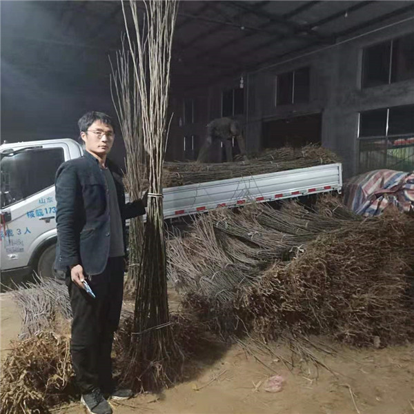梨樹苗什么品種好,梨樹苗種植