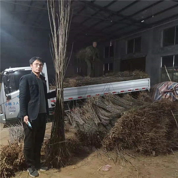 秋月梨樹苗,泰安新品種梨樹苗
