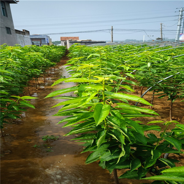 玉露香梨树苗,梨树苗多少钱一棵