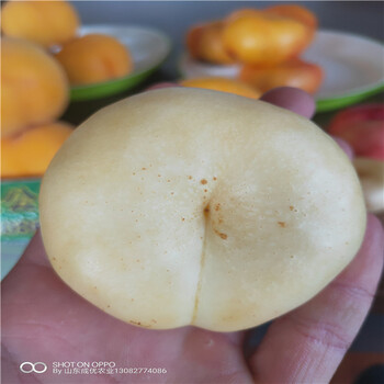 風味天后油蟠桃,油蟠桃介紹