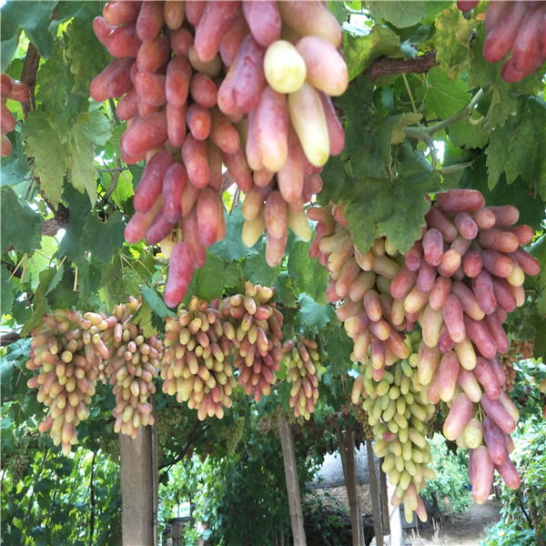 葡萄樹苗 甜蜜藍寶石葡萄樹