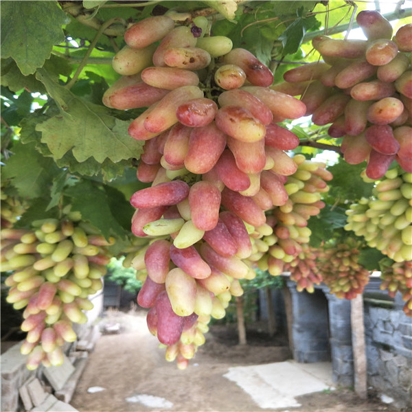 藍(lán)寶石葡萄苗 葡萄苗產(chǎn)地