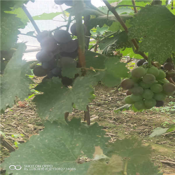  玫瑰香葡萄苗