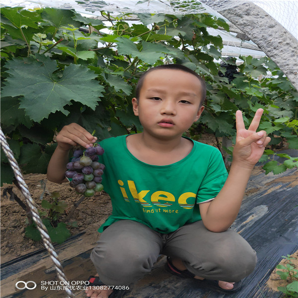 藍寶石葡萄苗 葡萄苗多錢一棵