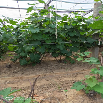 3年葡萄樹苗,玫瑰香葡萄樹苗
