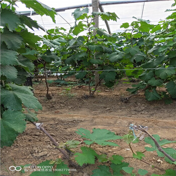 哪里出售葡萄苗想買葡萄苗到哪里