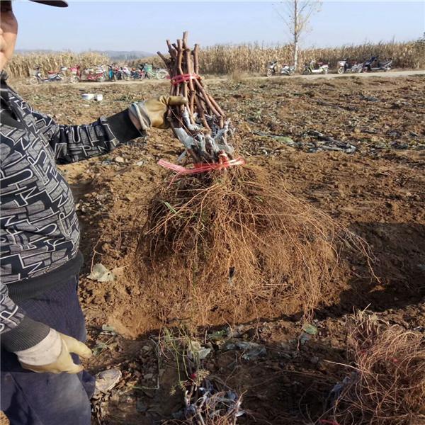 1公分葡萄樹,美人指葡萄樹