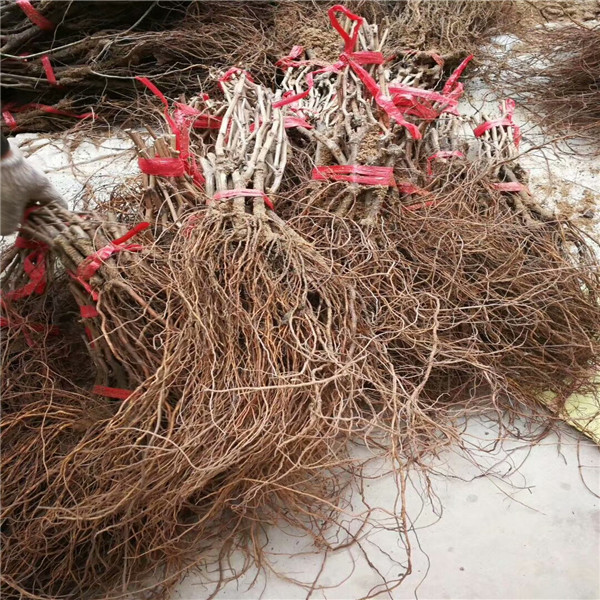 藍寶石葡萄苗 葡萄樹