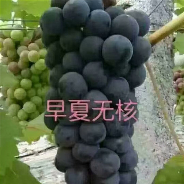 扦插葡萄苗 葡萄苗批發(fā)