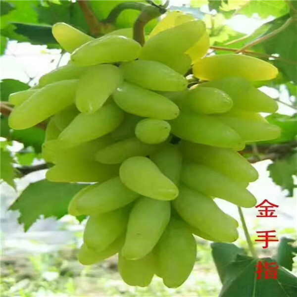 美人指葡萄樹,嫁接葡萄樹苗