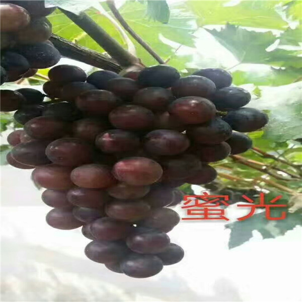 3公分葡萄樹,甜蜜藍(lán)寶石葡萄樹