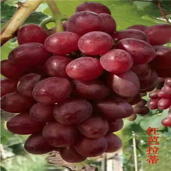山東葡萄苗基地基地葡萄苗