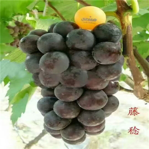 山東葡萄基地 葡萄苗木哪家好