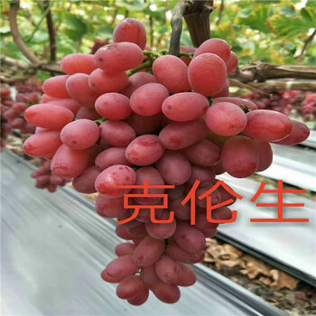 陽光玫瑰葡萄苗哪里有賣山葡萄苗的